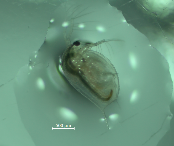 Daphnia magna ? Nathan Frizot